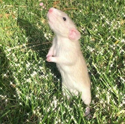 Rat Aesthetics, Rats Aesthetic, Rat Aesthetic, Fancy Rats, Baby Animals Cute, Rat Girl, Pet Rodents, Funny Rats, Cute Rats