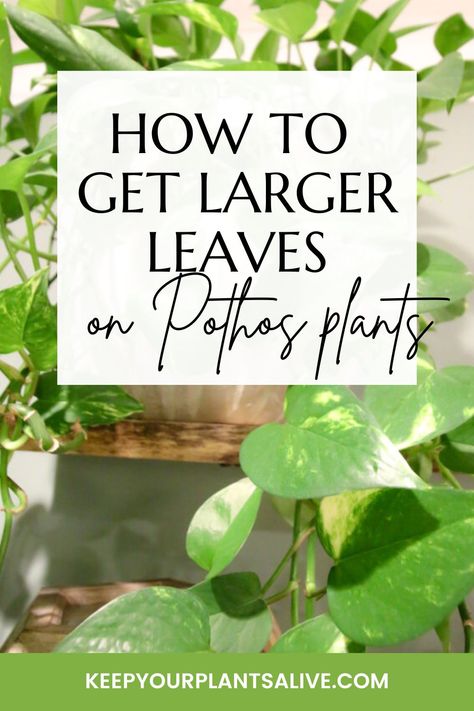 How To Clean Plant Leaves, Fertilizing Plants, Pathos Plant, Pothos In Water, Pothos Plant Care, Pothos Plants, Types Of Houseplants, How To Make Water, How To Get Bigger