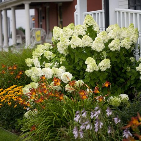 Hardy Hydrangea, Drought Tolerant Shrubs, Hydrangea Landscaping, Hydrangea Varieties, Limelight Hydrangea, Panicle Hydrangea, Zone 9, Hydrangea Garden, Hydrangea Paniculata