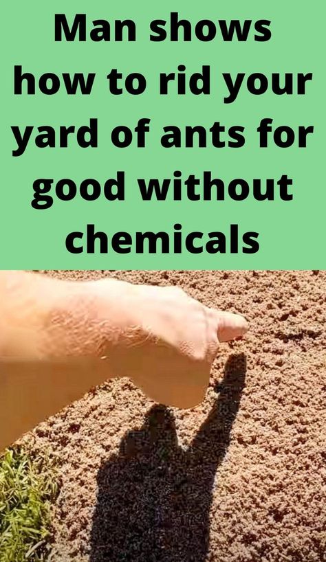 Ant Hill Killer, Natural Fire Ant Killer For Yard, Fire Ants How To Get Rid Of Naturally, Get Rid Of Fire Ants In Yard, Get Rid Of Ants Outside, How To Kill Fire Ants In Yard, How To Get Rid Of Ant Hills In The Yard, How To Get Rid Of Fire Ants In The Yard, Get Rid Of Ants In Garden