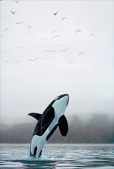 Orca Calling by Wyland - Killer Whale Jumping Out of Ocean Orca Jumping Out Of Water, Orca Aesthetic, Orca Jumping, Whale Jumping, Orca Art, The Cutest Animals, Orca Whale, Water Animals, Orca Whales