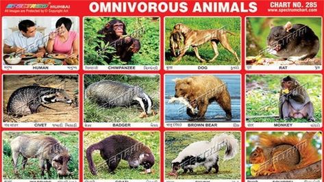 Animals that eat both plants and meat Fun Kids Party Games, Omnivorous Animals, Sticker Chart, Newspaper Template, Kids Party Games, Animal Stickers, Vinyl Art, Early Learning, James Bond