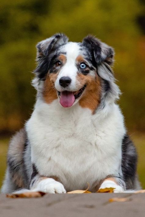 Australian Shepherd Two Colored Eyes, Dogs With Two Different Eye Colors, Dog With Two Different Colored Eyes, Dogs With Different Colored Eyes, Aussie Shepherd Blue Merle, Australian Shepherd Aesthetic, Dogs With Blue Eyes, Australian Shepherd Blue Eyes, Aussie Shepherd Puppy