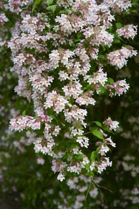 16 Best Fast-Growing Shrubs And Bushes For The South Fast Growing Privacy Shrubs, French Hydrangea, Beauty Bush, Lavender Varieties, Fast Growing Shrubs, Shrubs For Privacy, Bigleaf Hydrangea, Viburnum Opulus, Twig Dogwood