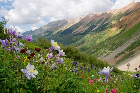 Top 5 Colorado Mountain Towns for Summer Colorado Wildflowers, Colorado Summer, Telluride Colorado, San Juan Mountains, Colorado Vacation, Grand Lake, Mountain Photos, Colorado Mountain, Colorado Homes