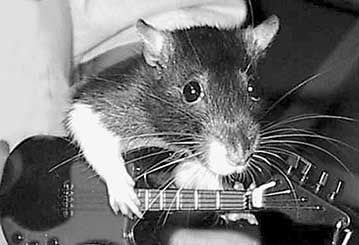 rat playing guitar | by johnnyrandom Rat With Headphones, Rat Playing Guitar, Guitar Pfp, Music Guitar Tattoo, Emo Rat, Rat Meme, Musical Animals, Free Guitar Sheet Music, Tattoos 2023