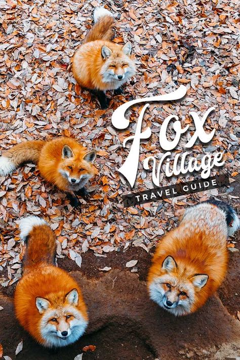 Fox Village Japan, Japan Quotes, Japan Bucket List, Japan Holidays, Japan Itinerary, Japan Vacation, Japan Travel Tips, Japan Travel Guide, Koh Tao