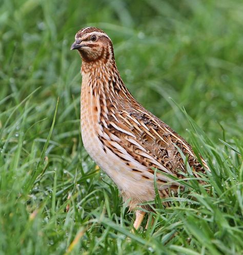 Japanese Quail, Quail Recipes, Bobwhite Quail, Bunny Hutch, Wildlife Pictures, Pet Pigs, Game Birds, Southern Europe, All Birds