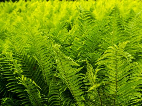 Fern Landscaping Ideas, Ostrich Ferns Garden Ideas, Ostrich Fern Landscaping, Ostrich Ferns, Garden Landscaping Backyard, Evergreen Ferns, Lady Fern, Ferns Care, Black Walnut Tree