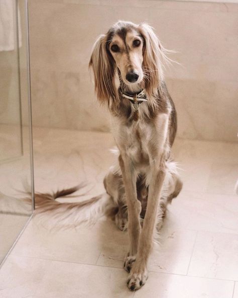 Saluki Dogs, Appaloosa, Hound Dog, Quarter Horse, Canine Companions, Sweet Animals, Whippet, Happy Dogs, Beautiful Dogs