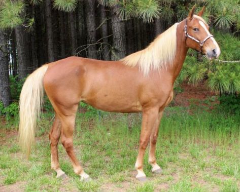 Flaxen chestnut/sorrel - in chestnut and sorrel horses, some have a mane and tail lightened to white, cream, or tan rather than the same color as the body coat. It’s thought to be caused by a flaxen gene, but research is still ongoing. Horses Colors, Stunning Horses, Horse Coat Colors, Bucket List Life, Horse Pics, Kingdom Animalia, Dream Horse, My Bucket List, Mini Horse