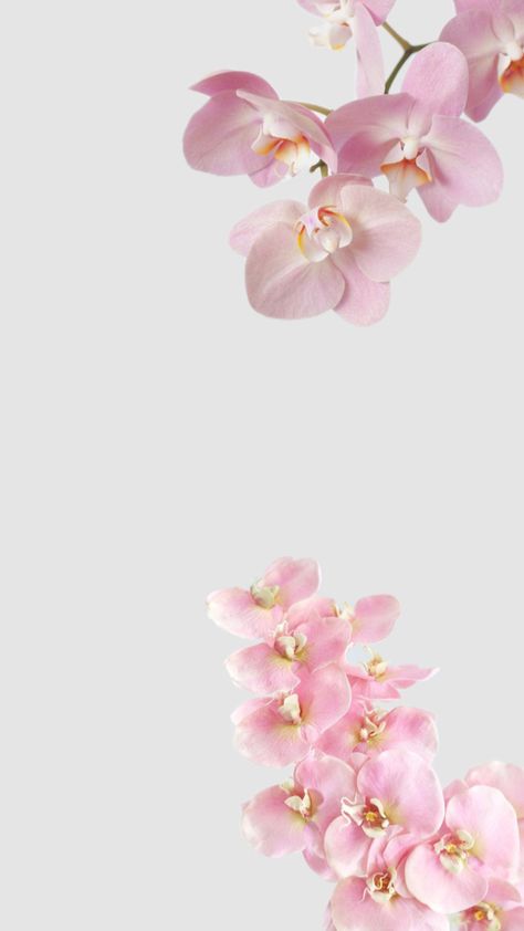 Macbook Widgets, Ipad Makeover, Beach Core, Orchid Wallpaper, Pretty School Supplies, Black Wallpaper Iphone Dark, Bridal Bouquet Flowers, Kali Uchis, Wallpaper Photos