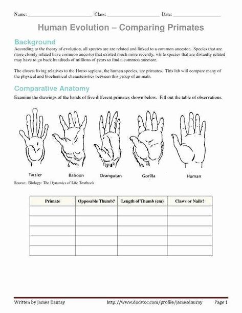 50 Evidence Of Evolution Worksheet Answers | Chessmuseum Template Library Evidence Of Evolution, Evolution Activities, Biology Worksheet, Math Addition Worksheets, Theory Of Evolution, Human Evolution, Word Problem Worksheets, Reading Practice, Math Addition