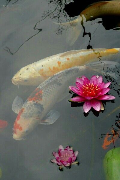 Koi fish and pink flowers Karp Koi, Kolam Koi, Baroque Furniture, Carpe Koi, Koi Fish Pond, Water Lilly, Japanese Koi, Koi Carp, Fish Ponds