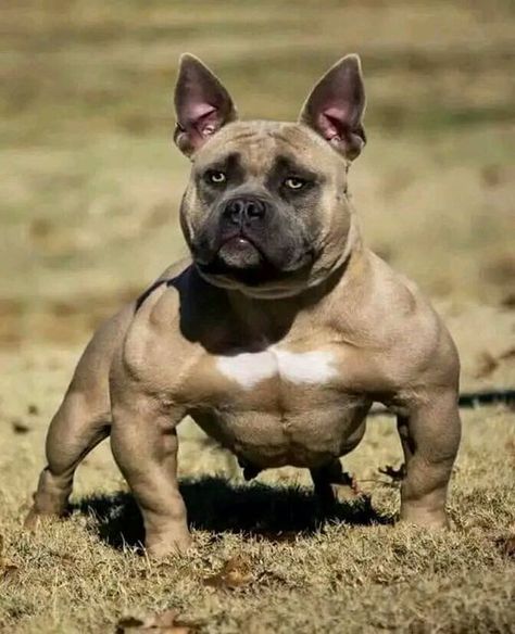 Bully Blue, Pitbull Dog Breed, Bully Breeds Dogs, Scary Animals, Real Dog, Bully Dog, Pretty Dogs, Favorite Animals, Bully Breeds