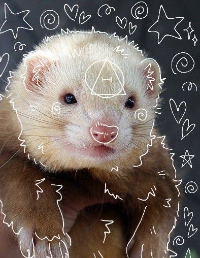 Ferret Pfp, Cinnamon Ferret, Therian Art, White Ferret, Therian Pfp, Cool Black Wallpaper, Shiloh Shepherd, Therian Stuff, Types Of Animals