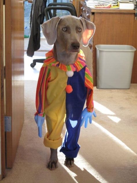 This horrified clown. | 17 Dogs Who Are So Embarrassed By Their Costumes Lou Dog, Best Dog Costumes, Cute Dog Costumes, Clown Costume, Diy Funny, Dog Halloween Costumes, Dog Costumes, Dog Costume, Halloween Animals