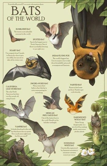 Bats of the world Different Types Of Bats, Bat Types, Canyon Bat, Types Of Bats, Wolf Bat, Bat Reference, Bat People, Bumblebee Bat, Bat Species