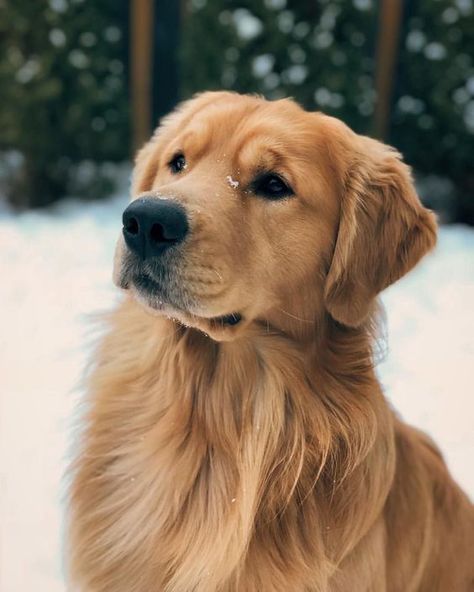 A Golden Retriever, Retriever Dog, The Snow, Golden Retriever, Dogs