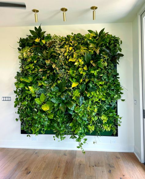 Totally obsessed with living walls! 🌿✨ They bring lush, vibrant greenery indoors, boost air quality, and create the ultimate calming vibe. It’s nature’s magic right on your wall.🌱💚 Plant Wall Design, Living Wall Art, Living Walls, Design Principles, Living Wall, Plant Wall, Air Quality, Wall Design, Aesthetic Pictures