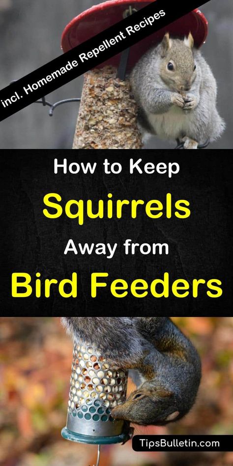 How to Keep Squirrels Away from Bird Feeders Squirrel Deterrent Bird Feeders, Keep Squirrels Out Of Bird Feeders, How To Keep Squirrels Out Of Bird Feeder, Squirrel Proof Bird Feeder Diy, Repel Squirrels, Feeding Squirrels, Squirrel Repellant, Squirrel Repellent, Get Rid Of Squirrels