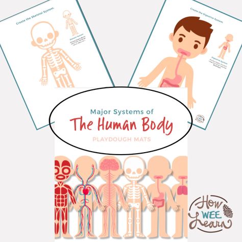 Printable Human Body Systems Playdough Mats! Human Body Printables, Human Body Unit Study, Apple Preschool, Human Body Unit, Preschool Alphabet, Playdough Mats, Quiet Activities, Human Body Systems, Letter Activities