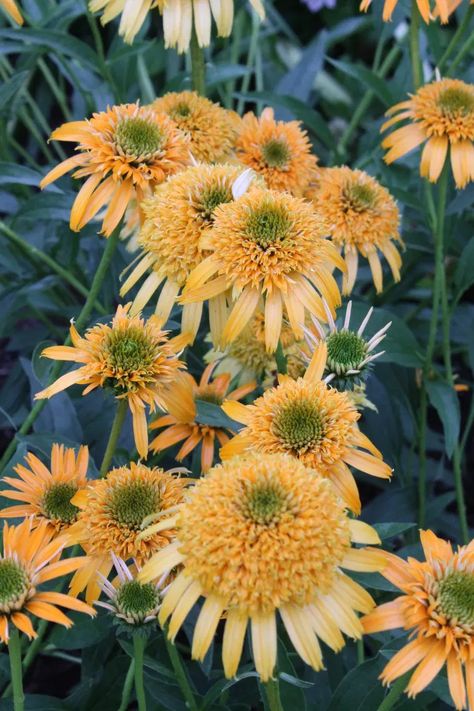 Echinacea 'Secret Glow' Garden Shrubs, Cut Flower Garden, Pollinator Garden, Hardy Perennials, Botanic Garden, Landscaping Plants, Flower Farm, Beautiful Blooms, Dream Garden