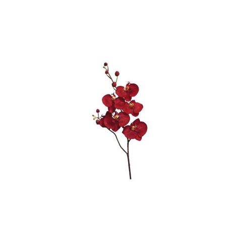 Red Pngs Aesthetic, Red Orchid, Red Orchids, Vintage Flowers Wallpaper, Flower Icons, Screen Icon, Png Aesthetic, Red Icons:), Book Icons