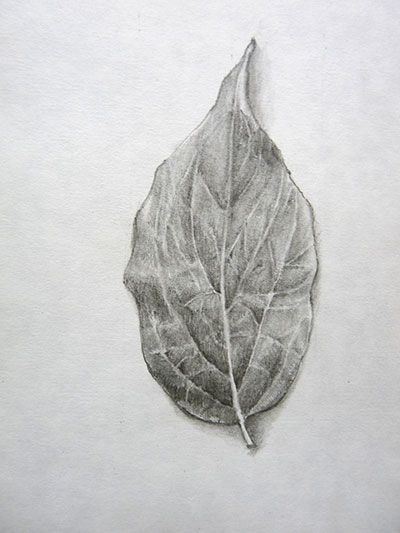 Observational drawing of a leaf Detailed Leaf Drawing, Leaf Drawing Pencil, Leaf Pencil Drawing, Leaf Shading, Portrait Drawing For Beginners, Leaf Drawings, Leaf Sketch, The Principles Of Design, Art Fundamentals