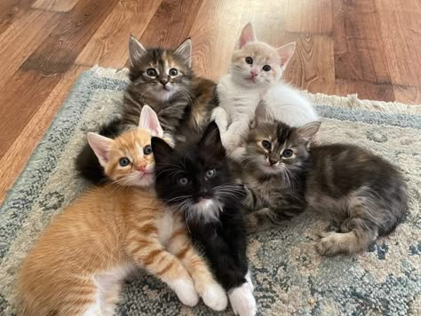 Matching Cat Pfps 4 People, Five Cats, 5 Cats, 5 Cats Together, Four Cats, 5 Cats Together Aesthetic, Cute Cat Family, 4 Cats, Two Kittens Aesthetic