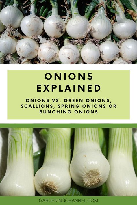 Learn the differences between bulb onions versus green onions, scallions, spring onions and bunching onions. Follow these gardening tips to learn which onion varieties to plant. #gardeningchannel #gardening #vegetablegardening #growingonions Bunching Onions Recipe, Planting Onions Bulbs, Onion Types, Planting Green Onions, Onion Varieties, Bunching Onions, Plant Onions, Onion Garden, Grow Onions