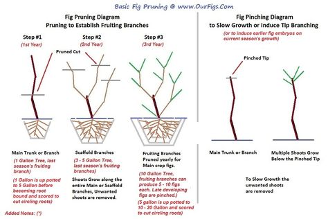 Pruning fig tree in pot - Ourfigs.com Violette De Bordeaux Fig Tree, Pruning Fig Tree, Potted Fig Tree, Fig Tree In Pot, Fig Fruit Tree, Propagation Plants, Xeriscape Ideas, Growing Fig Trees, Plant Kindness