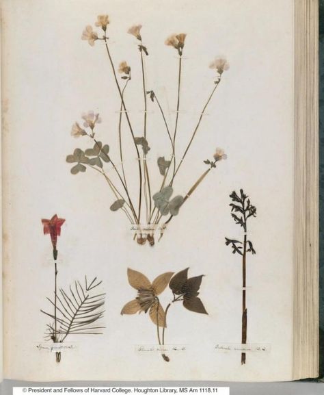 Emily Dickinson pressed flower botanicals in her herbarium via Gardenista Homemade Books, Pressed Flower Art, Emily Dickinson, Botanical Beauty, Botanical Drawings, Nature Journal, Arte Floral, Flowers And Leaves, Botanical Illustration