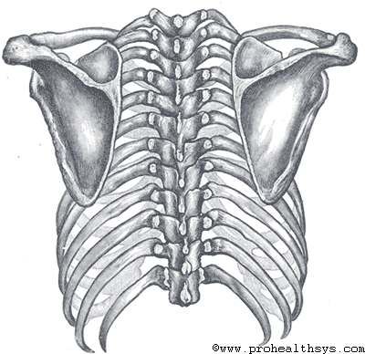 Posterior view of the thorax and shoulder gridle Axial Skeleton, Shoulder Girdle, Human Back, Cast Covers, Back Hurts, Human Skeleton, Skeletal, Human Anatomy, Physical Therapy