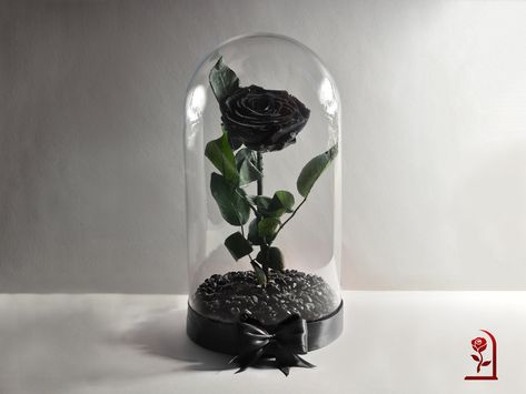 "Inspired by the magical world of \"Beauty and the Beast\" and the \"Little Prince\" we present you the gorgeous Enchanted preserved rose in a glass dome. Unique personalized gift for your wife, girlfriend, mom, or best friend. For the respective models, we use premium real roses with origin in the highlands of Ecuador. The special approved preservation process makes them last more than 3 years. The stabilization technique preserves the freshness and the color of the roses and makes them look as Real Black Roses, Rose In A Glass Dome, Rose In Glass Dome, Rose In A Glass, Estilo Dark, Enchanted Rose, Romantic Gifts For Her, Unique Birthday Gift, Real Rose