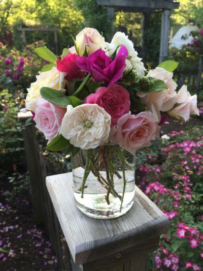 Summer Flower Arrangements, Rosé Back, Fresh Cut Roses, Garden Diary, Plant Problems, Fresh Cut, Types Of Flowers, Outdoor Plants, Rose Bouquet