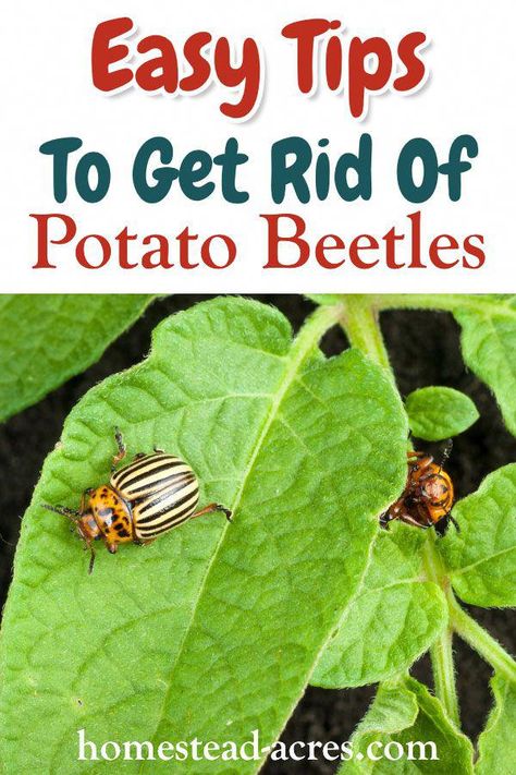 Colorado potato beetles can quickly destroy your crop of potatoes, peppers, tomatoes and eggplants. Learn how to get rid of them naturally with these easy pest control methods! #gardening #vegetablegarden #gardenpest #homesteadacres Potato Bugs, Diatomaceous Earth Food Grade, Income Sources, Food Gardening, Garden Insects, Natural Pest Control, Gardening Hacks, Garden Guide, Organic Gardening Tips