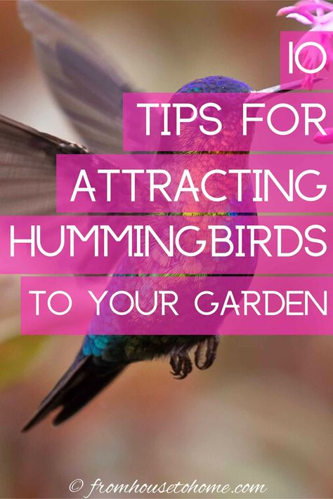 Hummingbird Water, Attracting Hummingbirds, Red Hummingbird, Hummingbird Food, Hummingbird Plants, Attract Hummingbirds, Hummingbird Flowers, Hummingbird Garden, Perennial Shrubs