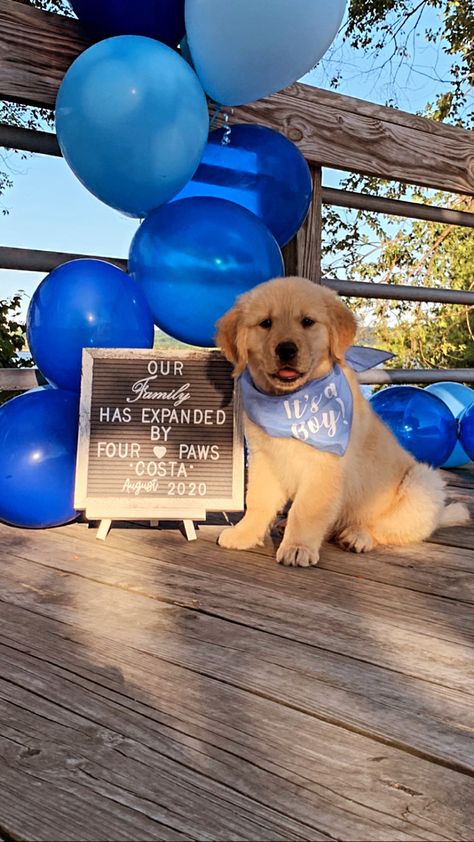 Golden Retriever Welcome Home Dog Photoshoot, Welcome Puppy Announcement, Golden Retriever Puppy Photoshoot, Welcome Home Puppy Ideas, Puppy Announcement Ideas, Dog Adoption Announcement, Puppy Reveal, Puppy Photoshoot Ideas, New Puppy Announcement