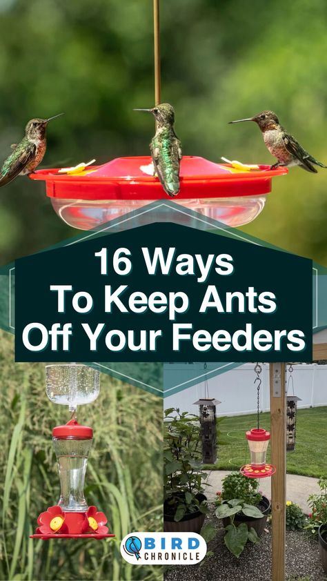 How To Make Hummingbird Food, Hummingbird Feeder Diy, Humming Bird Food Recipe, How To Keep Ants Out Of Garden, Hummingbird Food Recipe, Hummingbird Feeder, Keeping Ants Out Of Hummingbird Feeder, Keep Ants Out Of Hummingbird Feeder, How To Prevent Ants In Hummingbird Feeder