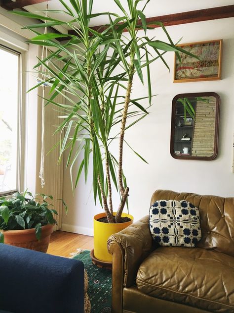 Yucca (Yucca elephantipes) Besides being great at air-filtration, these spiky-topped plants add a distinct desert flair to any room. Needs: Partial-sunlight and not too much water (they're drought-tolerant!). Yucca Tree Indoor, Yucca Plant Indoor Living Room, Yucca Plant Indoor, Best Indoor Trees, Big Indoor Plants, Yucca Tree, House Trees, Room Plants, Oak Cliff