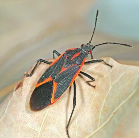 An adult boxelder bug, Boisea trivittatus (Hemiptera: Rhopalidae). Michigan Wildlife, Boxelder Bugs, Box Elder Bugs, Farm Tattoo, Bug Infestation, Kill Bugs, Natural Insecticide, Bug Killer, Ant Farms