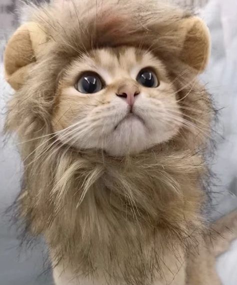 Fierce Lion, Pet Spider, Lion Cat, Lion Costume, Beautiful Lion, Cat Cosplay, Fancy Dog, Cute Lion, Lion Mane