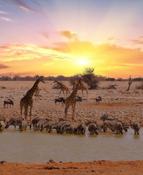 🦏 #OkaukeujoWaterhole 🌅 Behold the spectacle of Okaukeujo waterhole in Etosha National Park, Namibia, bustling with diverse wildlife quenching their thirst, a true marvel of nature. Tsavo East National Park, Etosha National Park Namibia, Windhoek Namibia, Amboseli National Park, 2025 Moodboard, Etosha National Park, Southern Africa, 2025 Vision, Holiday Destinations