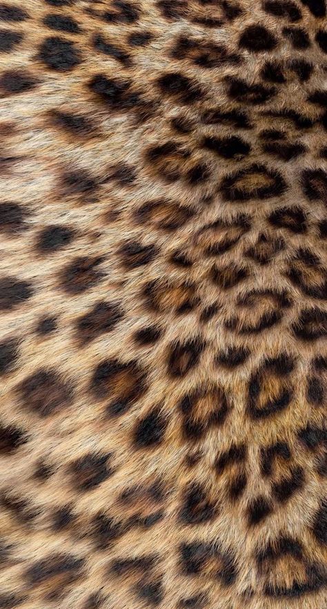 Cheetah Print Wallpaper, Underwater Scenes, Dark Red Wallpaper, Whatsapp Wallpaper, Iphone Homescreen Wallpaper, The Warning, In The Stars, Iphone Wallpaper Tumblr Aesthetic, Macbook Wallpaper