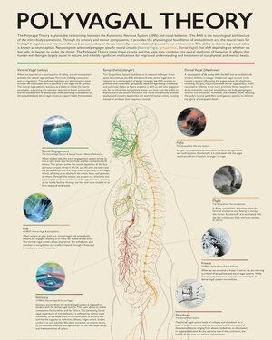 Home of Dr. Stephen Porges Polyvagal Theory, Nervus Vagus, Somatic Experiencing, Medical Life, Autonomic Nervous System, Vagus Nerve, Counseling Resources, Mind Body Connection, Therapy Tools