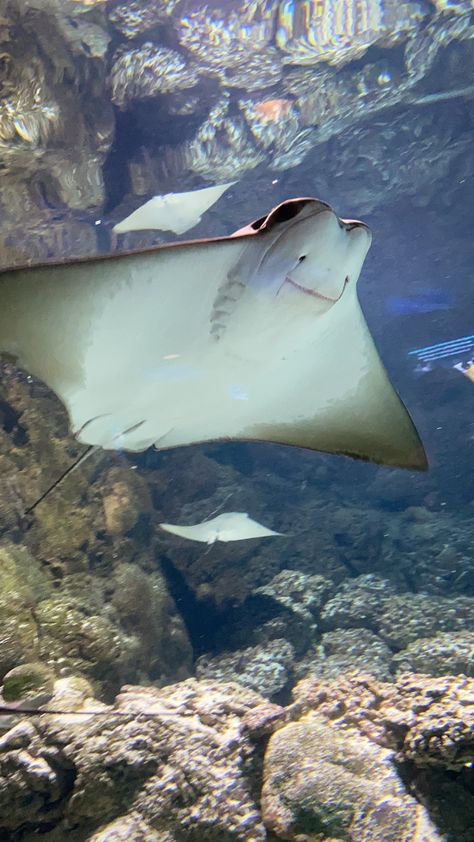 Different Types Of Stingrays, Cute Stingray Wallpaper, Sea Angles, Ocean Stingray, Stingray Wallpaper, Stingray Swimming, Cute Stingray, Cool Sea Creatures, Sting Rays