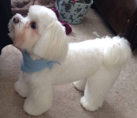 Maltese Dogs Grooming, Maltese Puppy Cut, Maltese Haircuts, Maltese Grooming, Maltese Dogs Haircuts, Maltipoo Haircuts, Maltese Haircut, Puppy Haircut, Maltipoo Dog