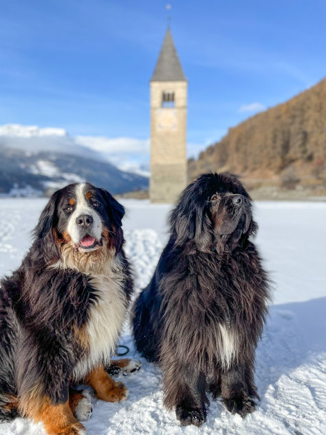 Big dog brothers Carl the Berner and Steve the Newfoundland in front of Lake Reschen in Italy. White Newfoundland Dog, Pretty Dog Collars, Big Fluffy Dogs, Cute Dog Quotes, Dog Breeds List, Beautiful Dog Breeds, Newfoundland Dog, Dog Info, Fluffy Dogs