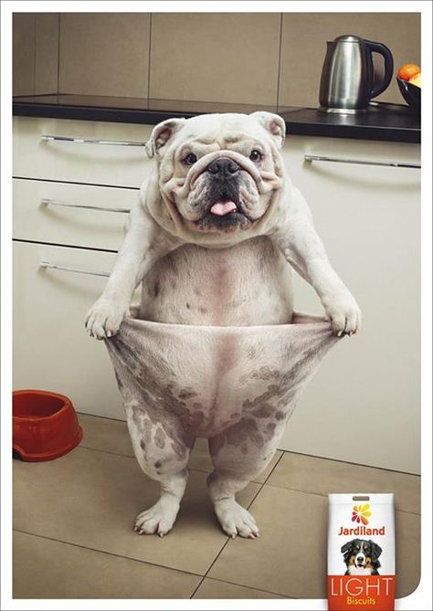 Funny pet food ad! 광고 디자인, Publicidad Creativa, Funny Ads, Best Ads, Garden Centre, Creative Ads, Creative Advertising, English Bulldog, Print Ads